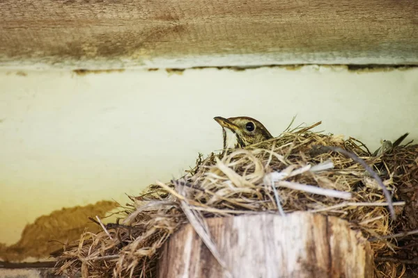 Bird is hatching eggs in nest