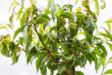 şeftali yaprak kıvrılma, taphrina deformans