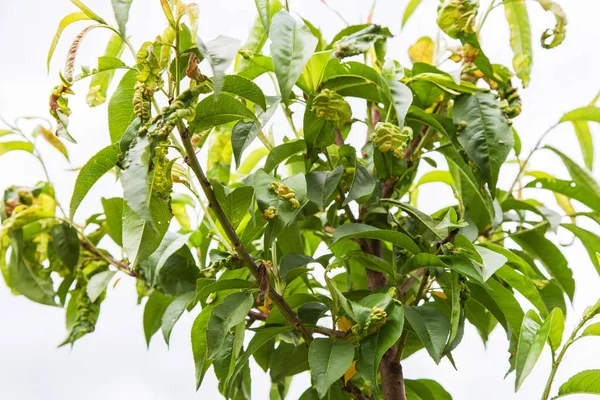 Persikoträd leaf curl, taphrina deformans — Stockfoto