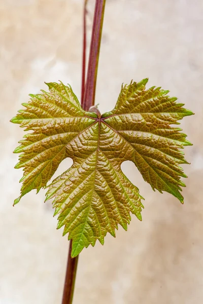 Folha de uva no fundo claro — Fotografia de Stock