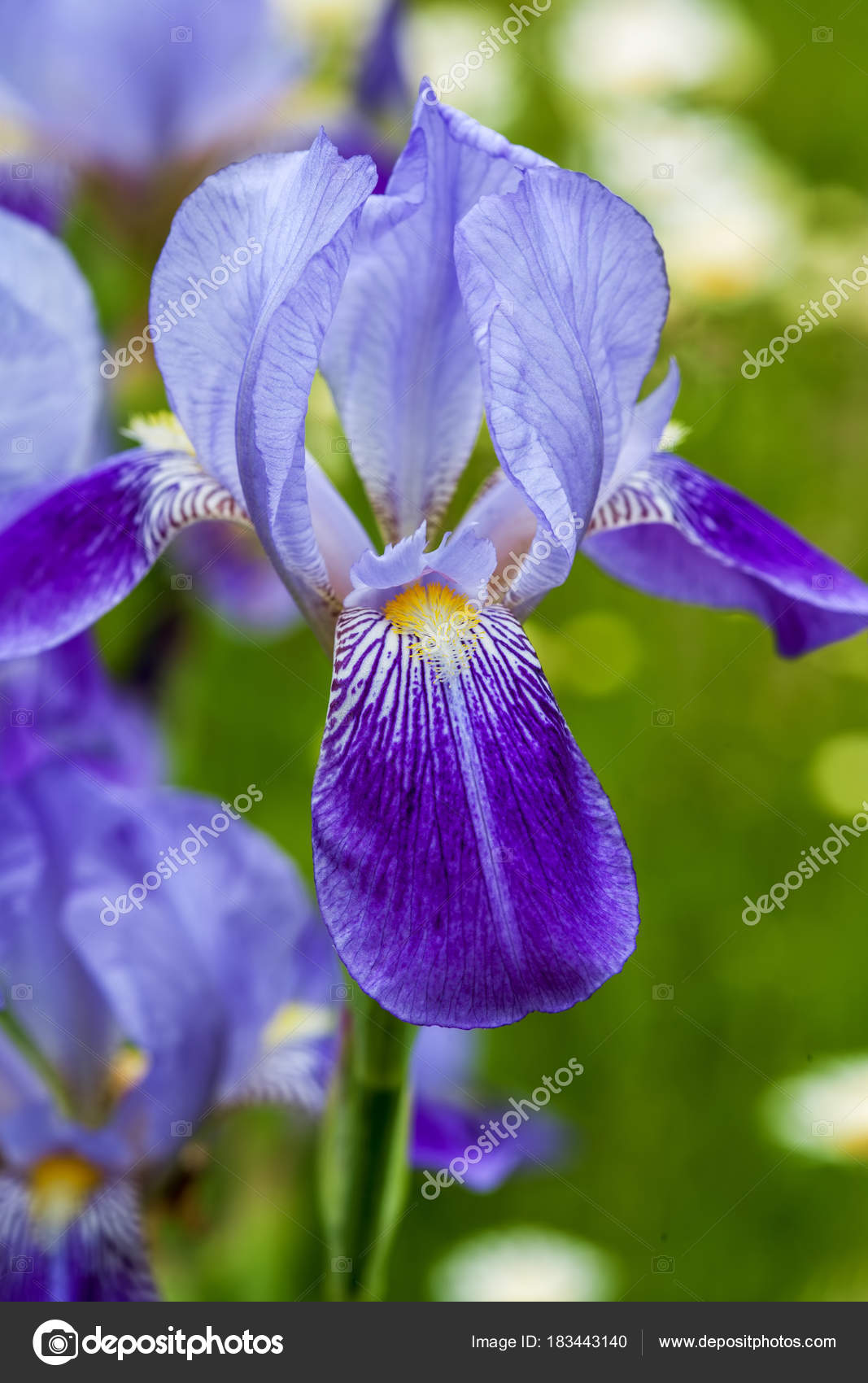 Iris Flower Closeup Blue Iris Flower Up Outdoors Stock Photo
