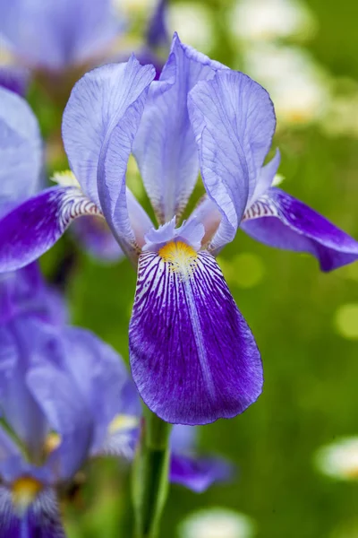Flor de íris azul close-up ao ar livre — Fotografia de Stock