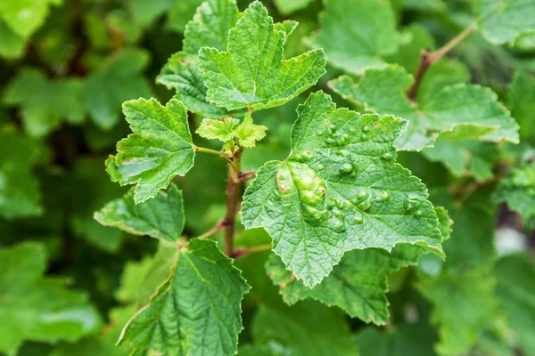 Bush redcurrant struck by illness — Stock Photo, Image