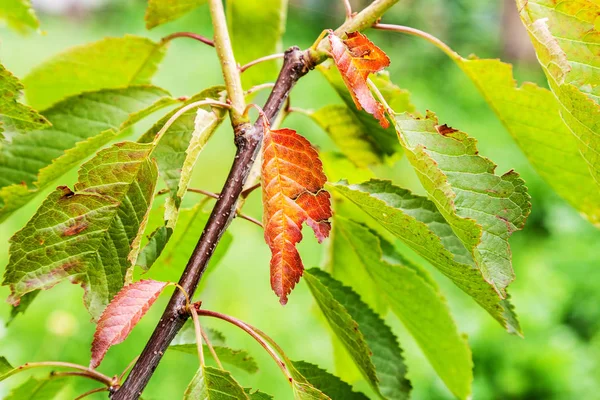 Süßkirschbaum von Krankheit Kakerlake befallen — Stockfoto