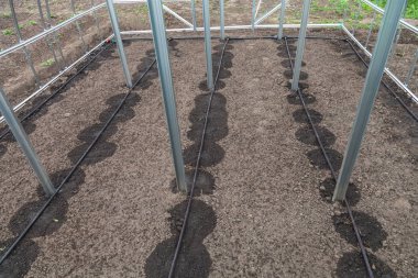 New drip irrigation system in greenhouse clipart