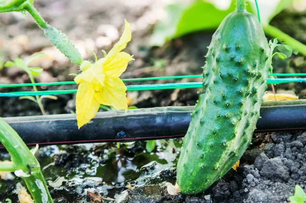 Culture de concombres, irrigation goutte à goutte — Photo