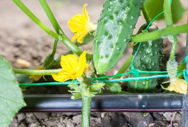 Cultivation of cucumbers, drip irrigation — Stock Photo, Image