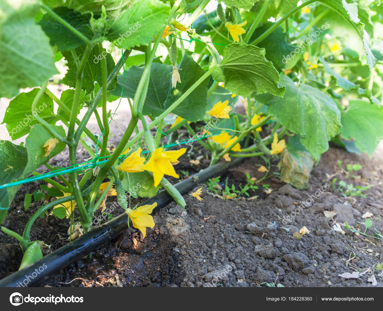 Cultivation of cucumbers, drip irrigation Stock Photo by ©Photozirka