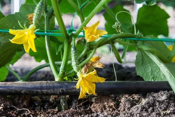 Cultivation of cucumbers, drip irrigation — Stock Photo, Image