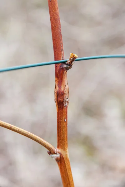 Photo raspberry gall midge, disease — Stock Photo, Image