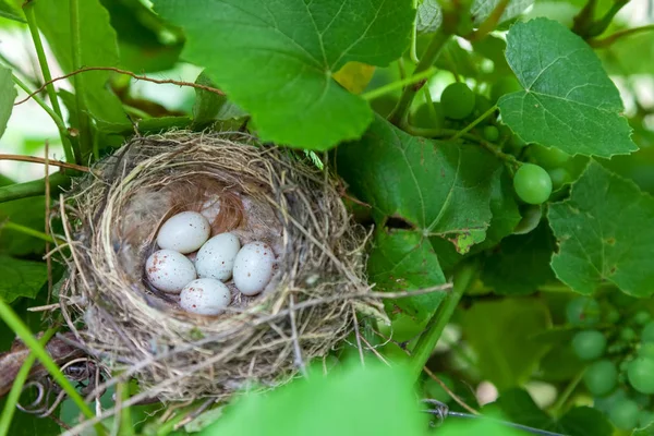 巣の中の鳥の卵 — ストック写真