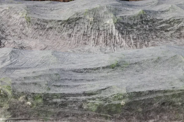 Dokuma olmayan kumaş tarafından korunan çilek — Stok fotoğraf