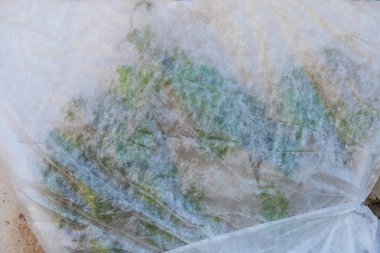 Bahar frosts karşı üzüm koruma