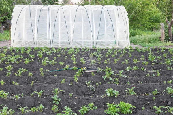 Irrigatore che innaffia patate in giardino — Foto Stock