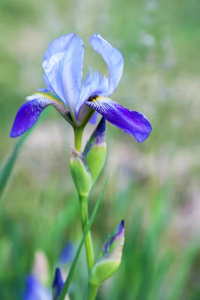 Flor de íris azul close-up ao ar livre — Fotografia de Stock