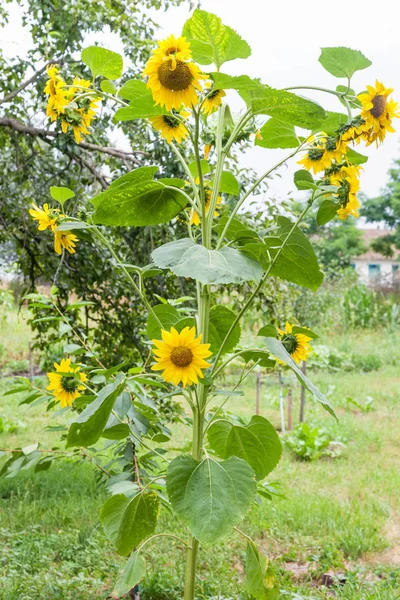Decorative sunflower with many flowers — Stock Photo, Image
