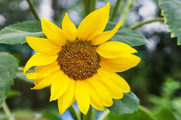 Close-up of one sunflower outdoors — Stock Photo, Image