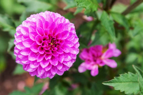 Roze dahlia bloem close-up buitenshuis — Stockfoto
