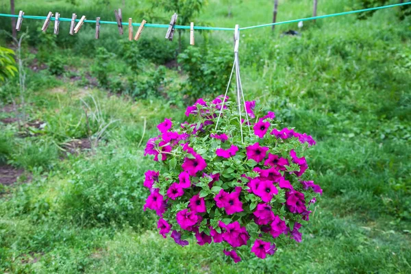 Petunia flor en maceta colgando al aire libre — Foto de Stock