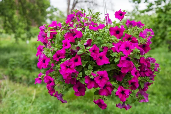Petunia blomma i kruka som hängande utomhus — Stockfoto