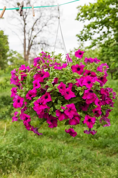 Petúnia flor em vaso pendurado ao ar livre — Fotografia de Stock