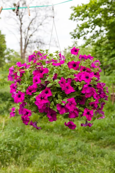 Petunia flower in pot hanging outdoors — Stock Photo, Image