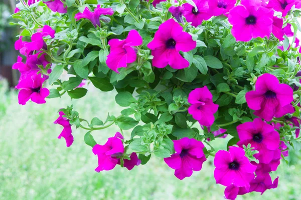 Rosa blommande petunior bakgrund närbild — Stockfoto