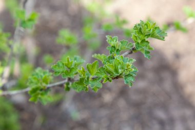 Bektaşi üzümü erken Bahar Dalı