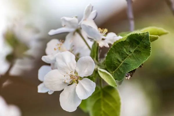 Çiçek açan elma ağacının dalı — Stok fotoğraf