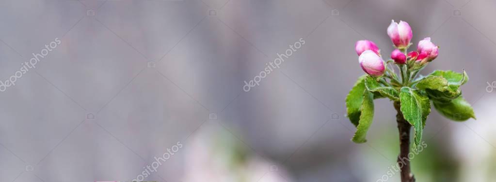 Apple tree with pink unfolded buds Royalty Free Stock Photos