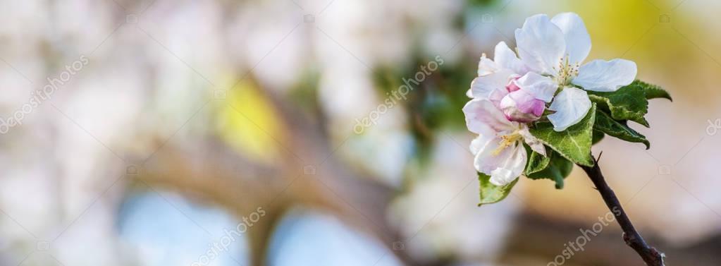 Branch of a blossoming apple tree Royalty Free Stock Images