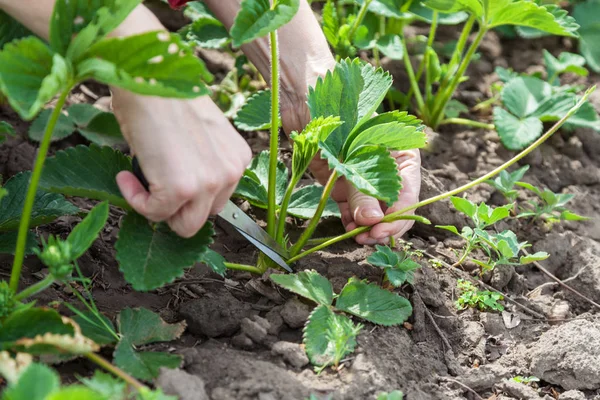 Koşucular çilek portre üzerinde kırpma