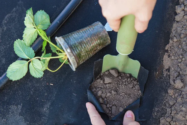 Plantarea răsadurilor de căpșuni pe spunbond — Fotografie, imagine de stoc