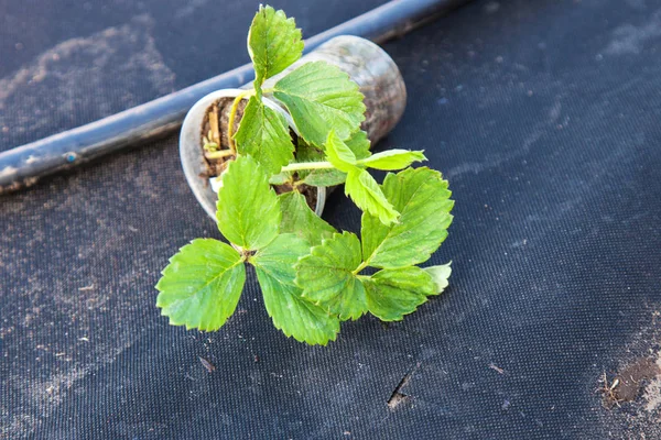 Piantine di fragole preparate per la semina — Foto Stock