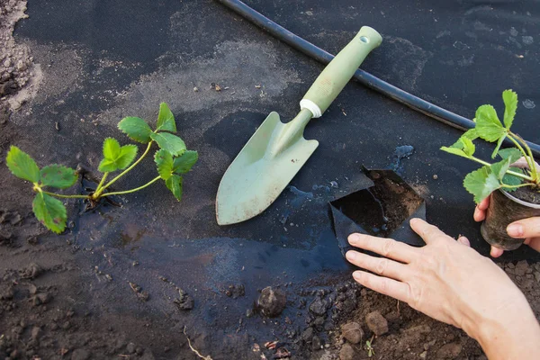 Aardbei seedling planten op spunbond — Stockfoto