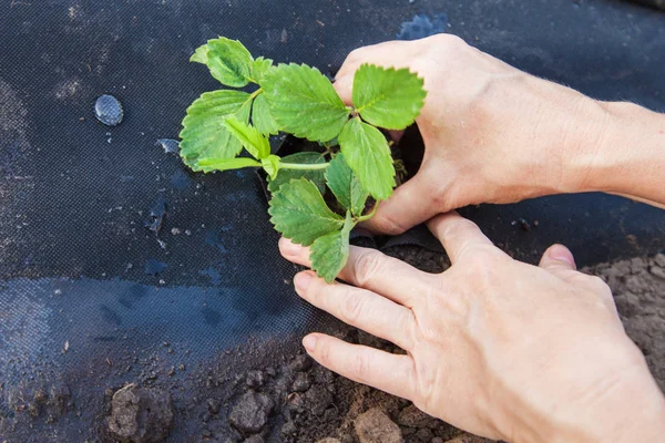 Plantarea răsadurilor de căpșuni pe spunbond — Fotografie, imagine de stoc