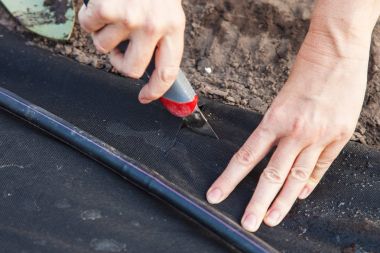 Spunbond üzerinde çilek fide dikim