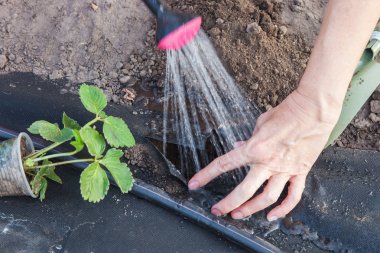 Spunbond üzerinde çilek fide dikim