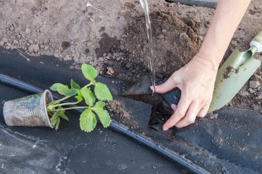 Spunbond üzerinde çilek fide dikim