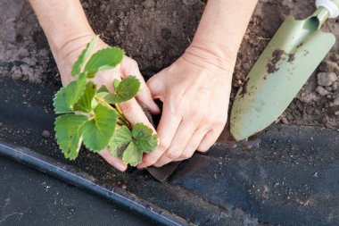 Spunbond üzerinde çilek fide dikim