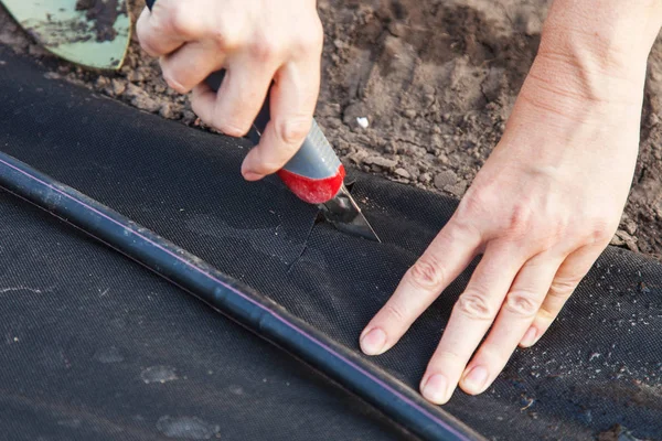 Spunbond üzerinde çilek fide dikim