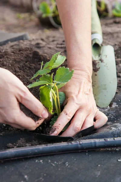 Plantation de plantules de fraises sur spunbond — Photo