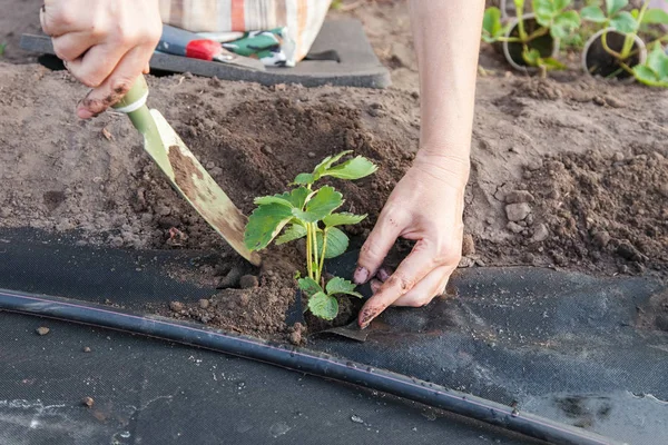 Plantarea răsadurilor de căpșuni pe spunbond — Fotografie, imagine de stoc