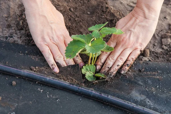 Sadzenia sadzonka truskawka na tkaninie — Zdjęcie stockowe