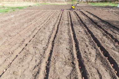 Patates sebze dikimi üzerinde