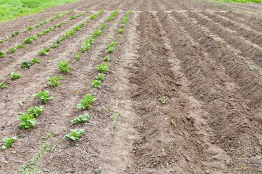 Derin satır hills alanıyla patates
