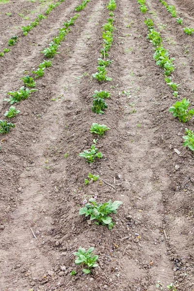 Aardappel veld met diepe rij heuvels — Stockfoto