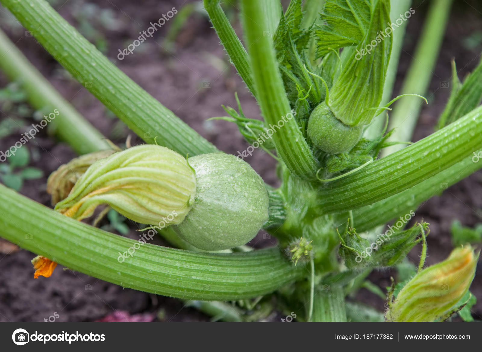 Grüne Zucchini wachsen im Garten Stockfotografie
