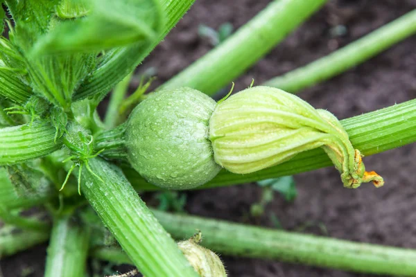 Grön zucchini växer i trädgården — Stockfoto