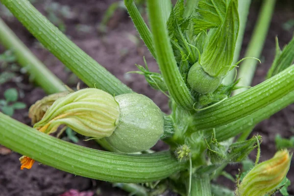 Grön zucchini växer i trädgården — Stockfoto